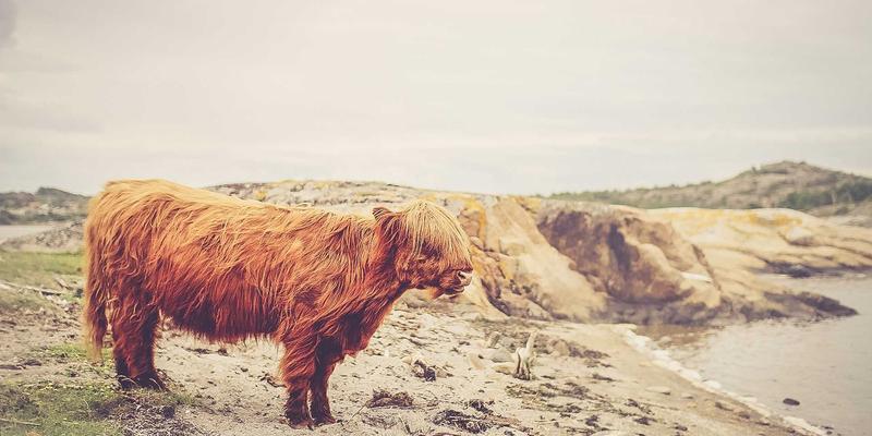 Turkey99: Discover the Allure of Guldogru and the Richness of Turkish Cuisine