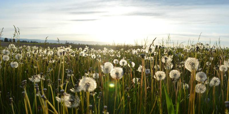 伊斯坦布尔土耳其地毯购买全攻略：从Guldogru辨别手工真伪到地道砍价技巧